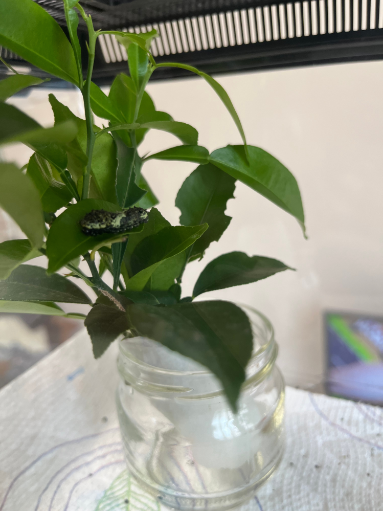 アゲハの幼虫について アゲハの幼虫が3匹います。 その内、1番大きい子の元気がなく葉っぱも1日前から食べている様子がなく心配です。 終齢幼虫になるにはまだ小さそうですし、弱ってしまっているのでしょうか？