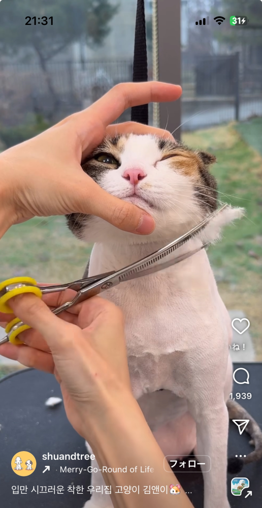 インスタでこのような動画が流れてきたのですが、猫のトリミング？は大丈夫なんでしょうか。。。 コメント欄では批判の声が多くて