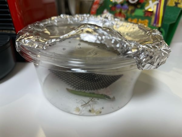 カマキリを飼育しています。 アブラムシを餌としてプラ容器にいれていますが、 サイズが小さく蓋の空気穴から外に出てきそうです。 調べるとアブラムシはアルミの反射を忌避するようで、 蓋にアルミをかぶせる(空気がはいるよう隙間を開ける)ことにしたのですが有効でしょうか？