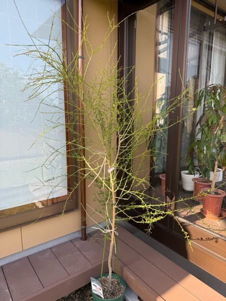 ココスヤシの鉢植え高さ90鉢底から1メートル30センチの