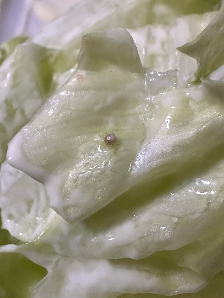 【観覧注意】レタスに付いていた虫についてです。 レタスに白胡麻のような虫が付いていました。 一枚ずつよく洗ったのですが、残っていたようです。 少しくらい食べても大丈夫なのは理解しているのですが、生理的に無理で…。 こちらの虫は何という虫でしょうか？ また、危険ではないでしょうか？ 洗ったレタスがまだあるので食べるか悩んでいます。 ご回答頂けますと幸いです。
