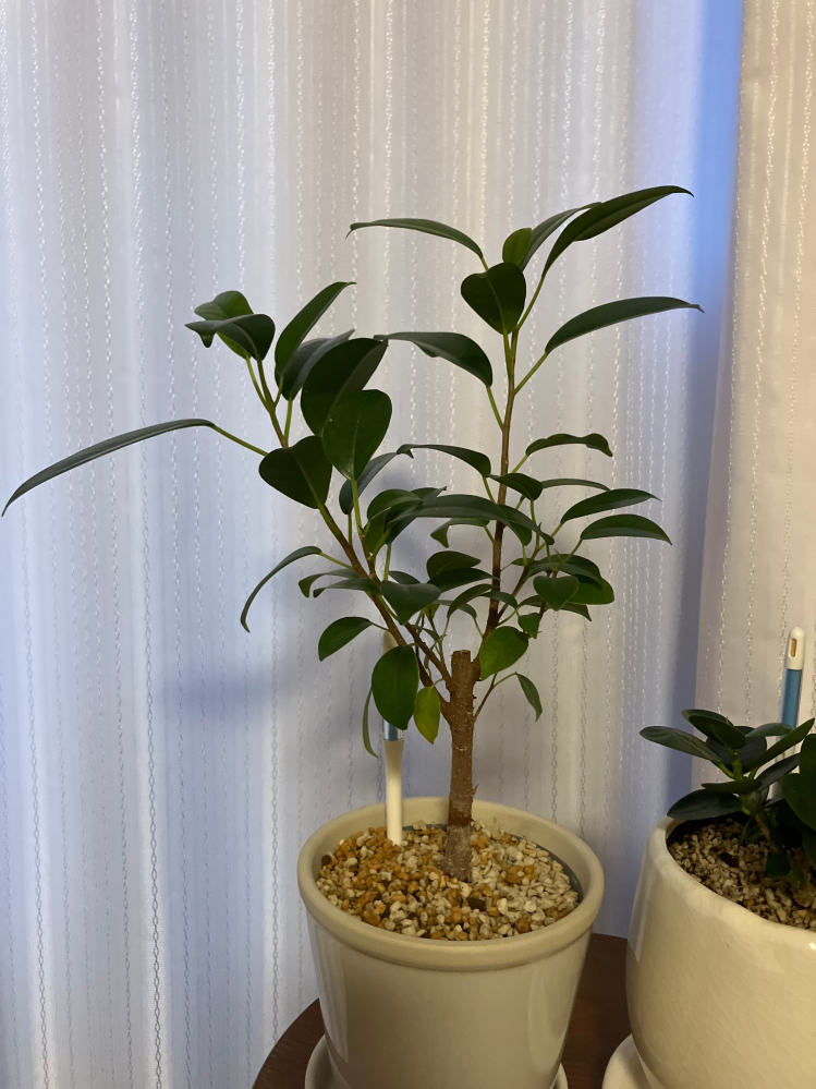 実生のガジュマルについて聞きたいです。初めて観葉植物を育てています