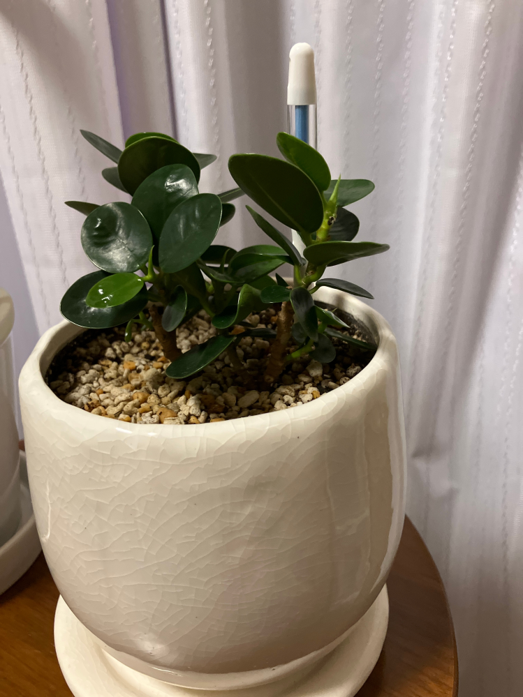 ❼斑入りパンダガジュマル フィカス 新芽出てきてます ➆斑入りパンダガジュマル フィカス 新芽出てきてます