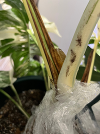最高級！超特大葉35センチ！甲高美株！超極太茎 最高品質