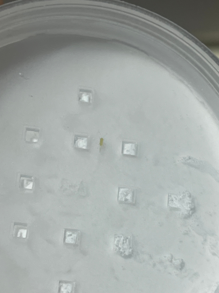 ※虫の画像あります 苦手な人注意です フェイスパウダーに変な虫がいました… 黄色っぽくて小さい虫なのですが何なのかわかる方教えてください。 ちなみに購入したばかりで使用するのも2回目です。