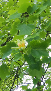 この花の名前をご存知ですか？ - ユリノキですね。葉の形が半纏