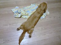 犬飼ってる人に質問です うちの犬 M ダックス よくうつ伏せて Yahoo 知恵袋