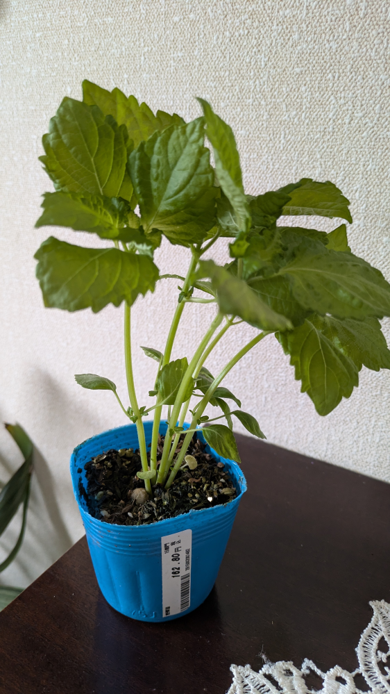 しそ(大葉)の苗を購入しました。数本まとめて植えた方が葉が柔らかくな