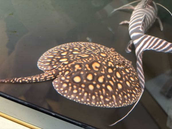 ダイヤモンドポルカのベビーペアを飼育中なのですが水槽を大きくしよう 