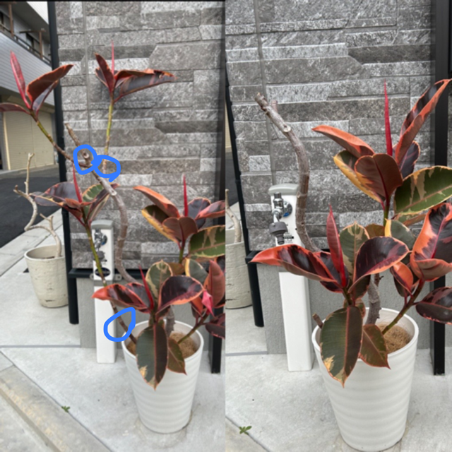 育てている観葉植物フィカスルビーのバランスが悪くなってきたため