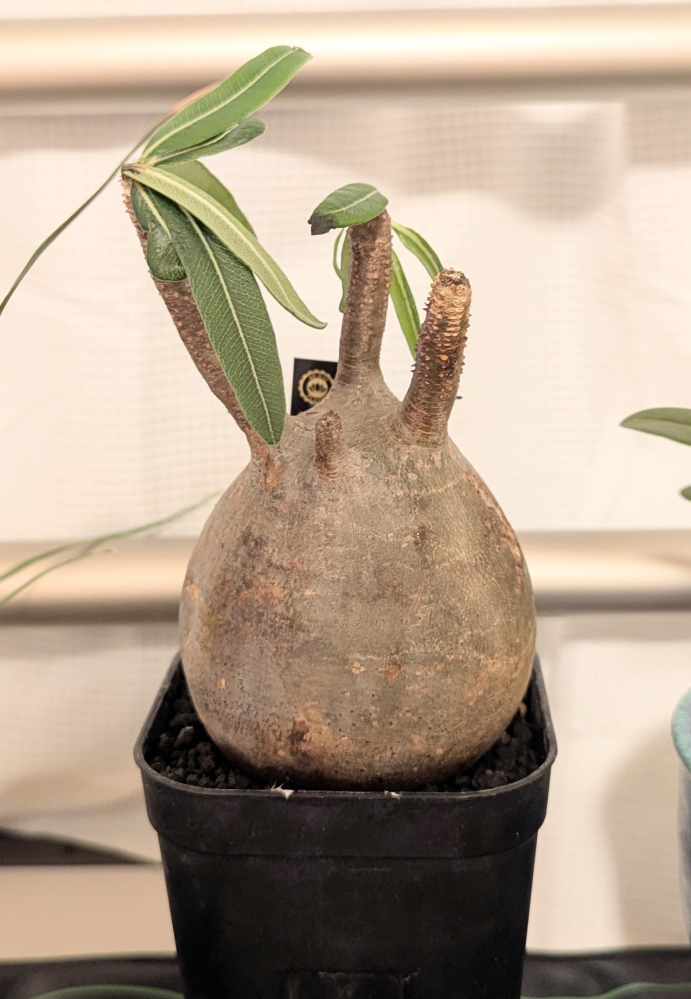 パキポディウムグラキリスの現地球を初めてオンラインで購入しました