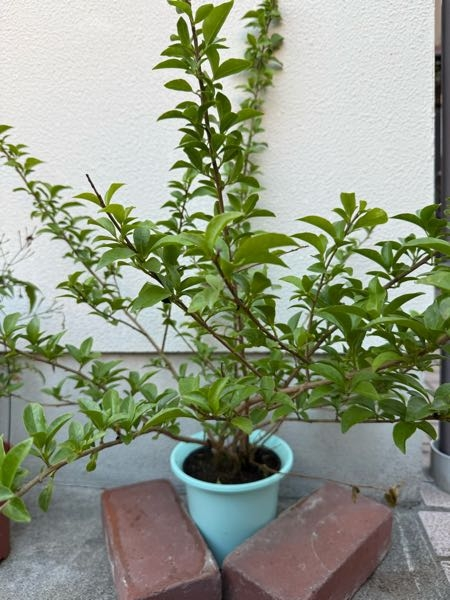 ニオイバンマツリについてです。枝？幹？がかなり広がってしまってい 