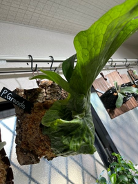 ビカクシダグランデ(スパーバム)をコルクに付けて育てているの