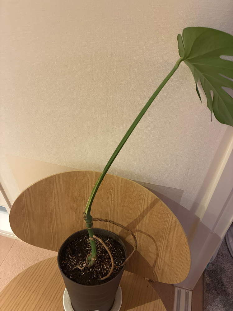 モンステラの株分けでもらった一本を育てていました。新しい新芽が出