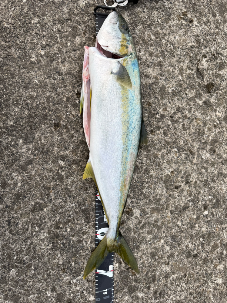 この魚の名前を教えてください - Yahoo!知恵袋
