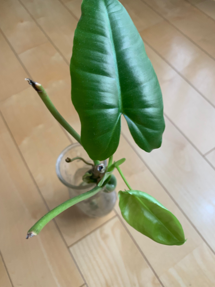 植物鉢のvaliem（バリエム）。インビジブルインクのデザイン