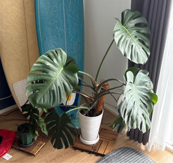 その他観葉植物 NORUTO NARUTOのカカシの部屋にある植木のウッキー君は誰かからの贈り