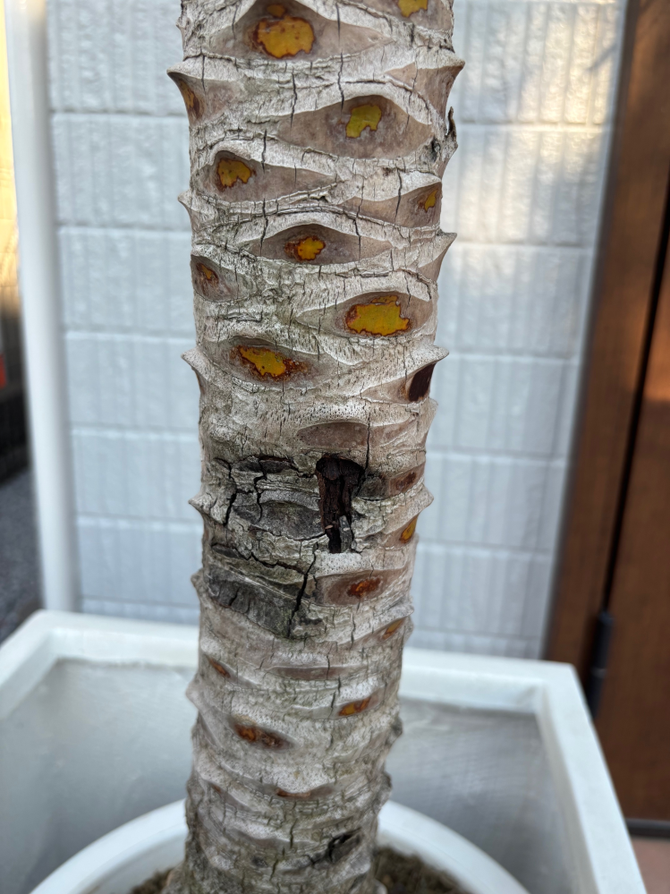 ソテツ　幹幅20センチ❗　① 2026年最新】斑 ソテツの人気アイテム - メルカリ