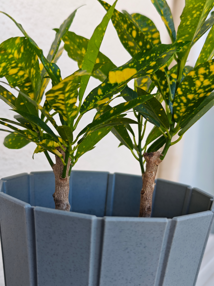その他観葉植物 NORUTO NARUTOのカカシの部屋にある植木のウッキー君は誰かからの贈り