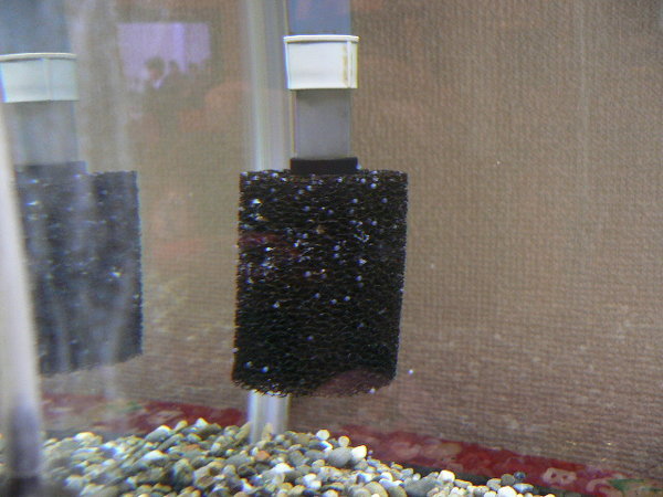 至急！これは金魚の卵でしょうか？1匹しか飼っておりません。 - 至急 