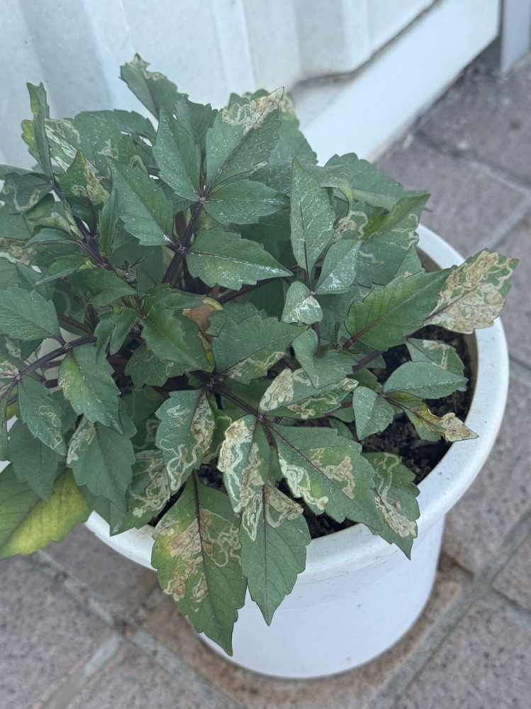 その他観葉植物 NORUTO NARUTOのカカシの部屋にある植木のウッキー君は誰かからの贈り