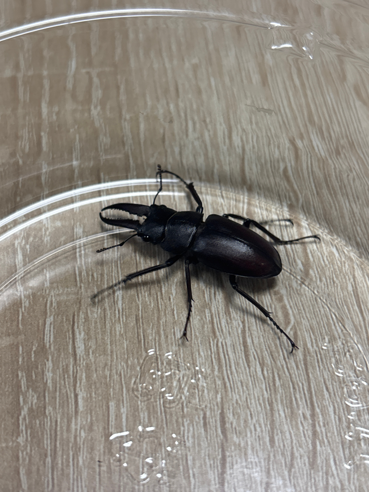 クワガタ採集に使用する斧で虫研が発売したタコ採れ君を欲しいの