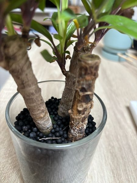 ココスヤシの鉢植え高さ90鉢底から1メートル30センチの