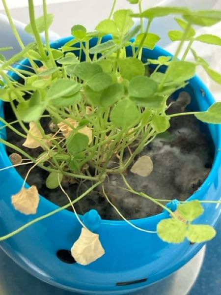 ユッカ・グロリオサを枝分かれさせるにはどうしたら良いのでしょ