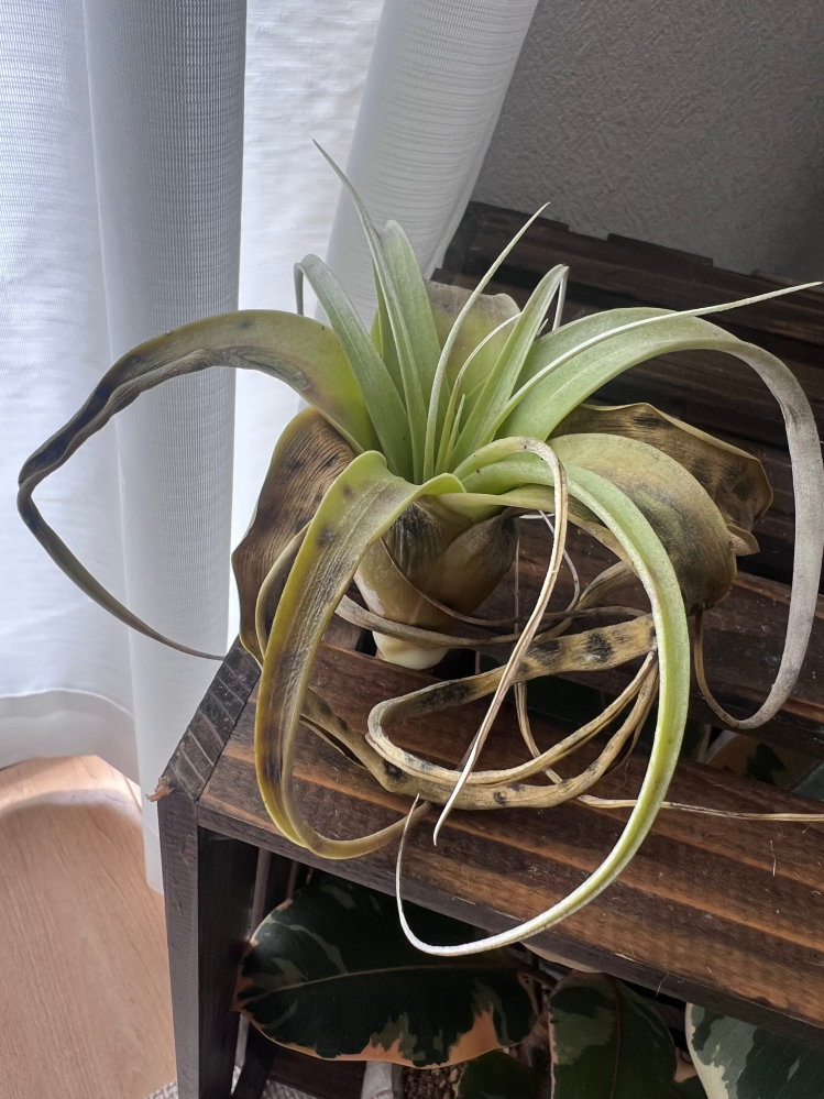 ま*る様 多肉植物　ハオルチアOB-1オブツーサ錦　鮮明錦　糊斑 嵐*y様 多肉植物 ハオルチア 桜水晶オブツーサ錦 透明窓 糊斑