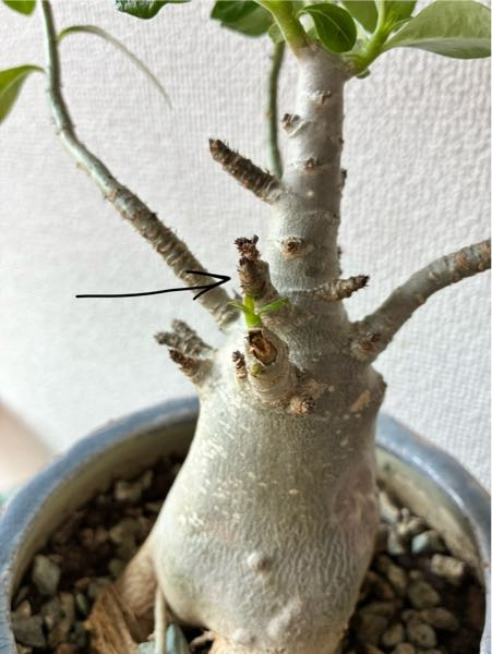 こんにちは盆栽鉢の落款なのですが、何とよむのでしょうか