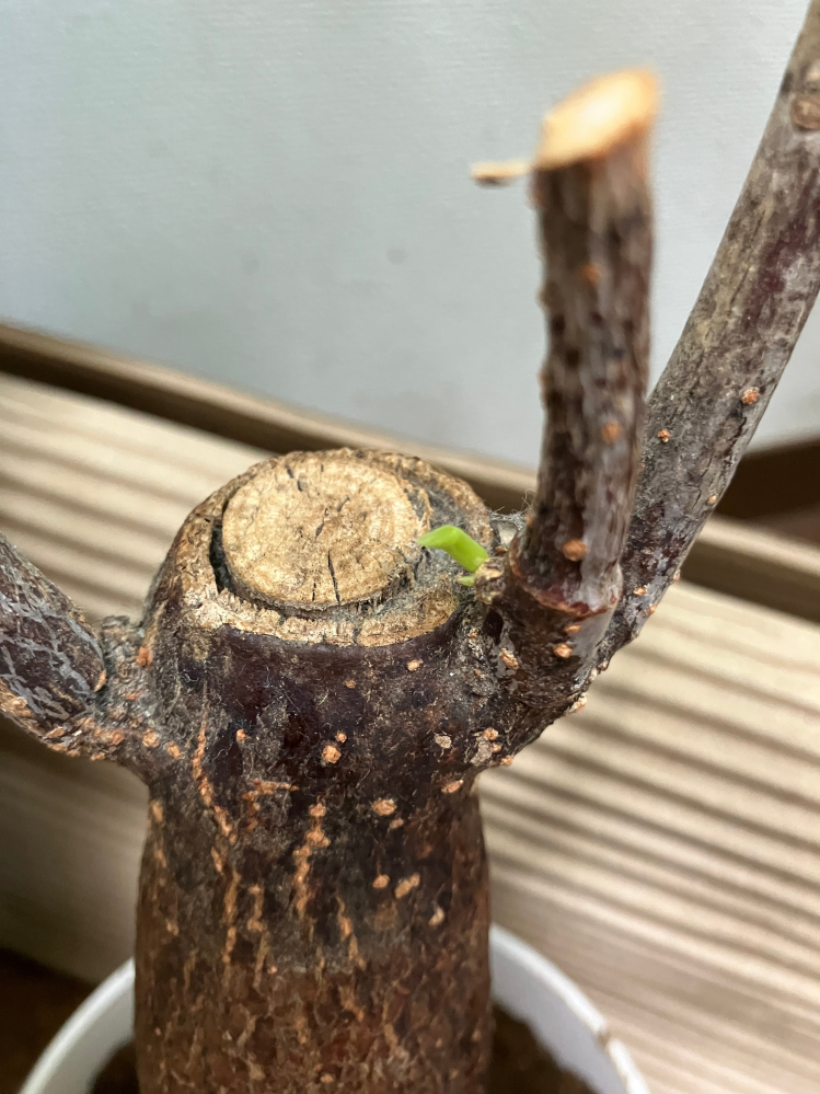 観葉植物のユッカが元気に育っていますがよく見ると大きくなった