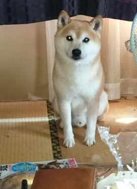 柴犬は畳の部屋でも飼えますか❓ 知り合いのおばさんから残暑見舞いが届いたんですが、畳の部屋で扇風機しかないそうです。 画像の手前に散らかっているのは何か分かりますか❓