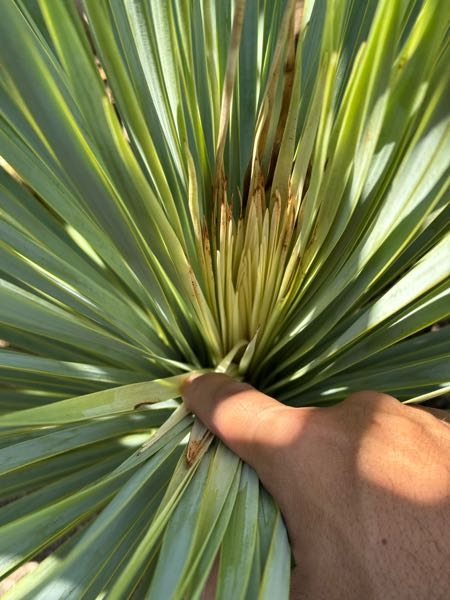 ユッカロストラータで最近地植えした幹立ちした株なのですが写真のよ