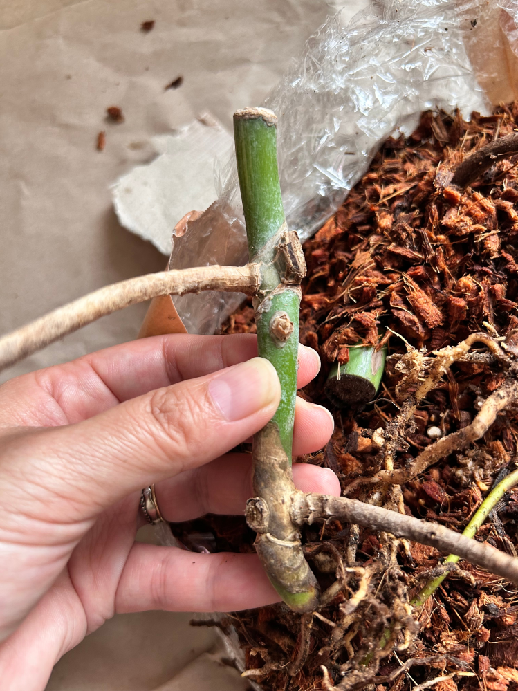 モンステラの茎を購入しました。 - これまでも成長点がある茎、新芽が