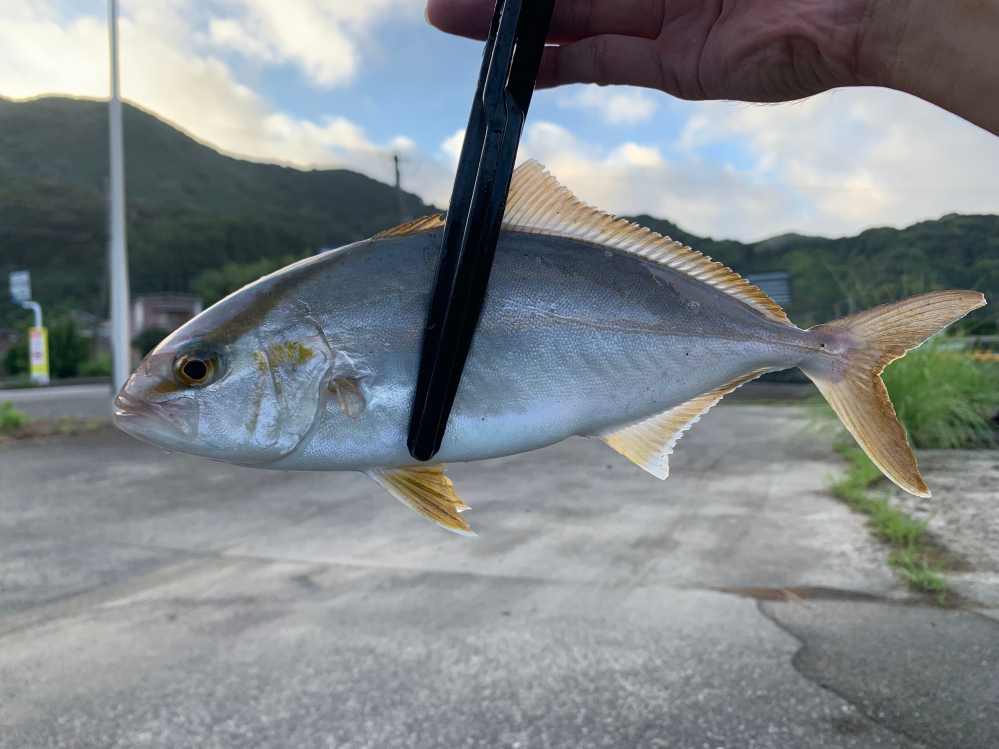 シマノトラウトライズ100MHでヒラメや - アキアジ、海サクラなど