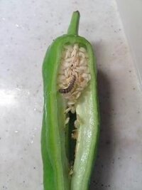 家庭菜園シシトウの相談です ３０くらい花つけましたが 頭 帽 Yahoo 知恵袋