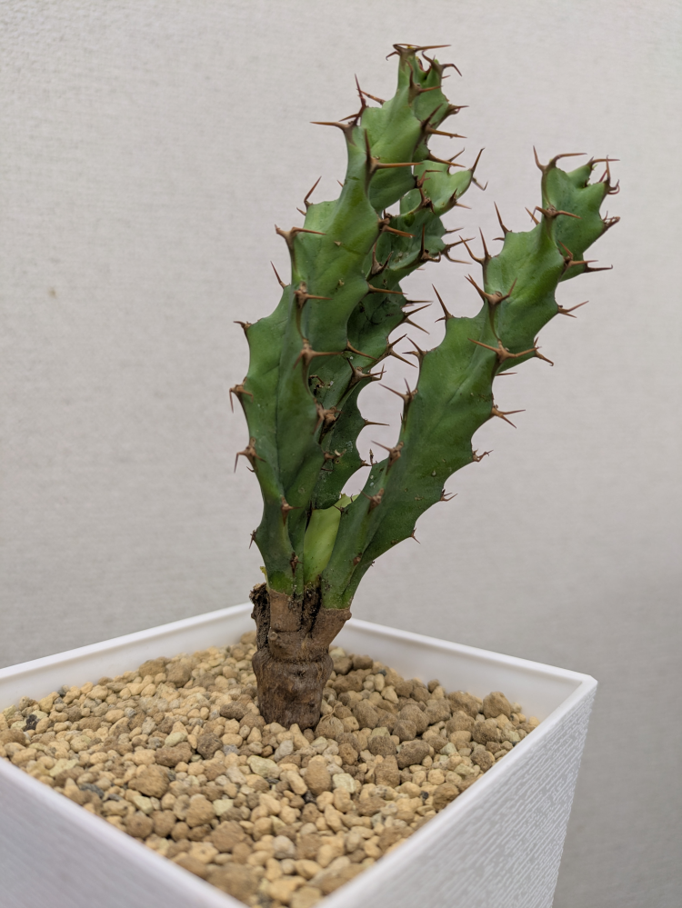 que-12320305067?w=999&h=999&up