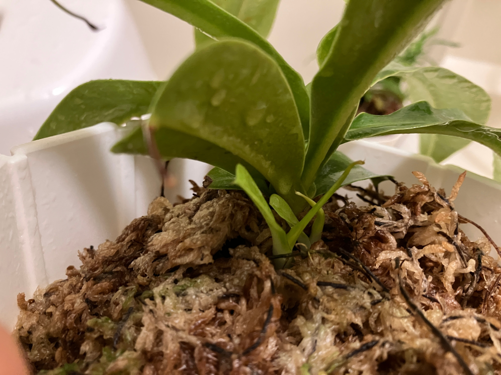 ソテツの胴切りについて質問させてください。先日地植えの蘇鉄