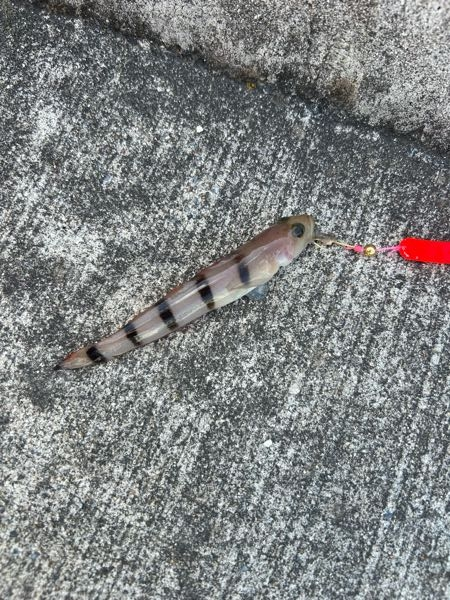 リーディング-X Kuu クウ 180-Ⅱ リーディング-X Kuu クウ 180-Ⅱ リーディング-X Kuu クウ 180-Ⅱ