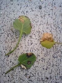 ビオラの変色について植付け当初は青 白のビオラでしたが最近青 青の花が Yahoo 知恵袋