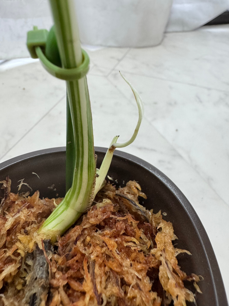 斑入りモンステラ（ホワイトタイガー）に新芽が生えてきたのですが