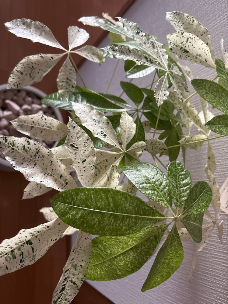 パキラミルキーウェイについて購入当初はほぼ白でした。新芽が成長し