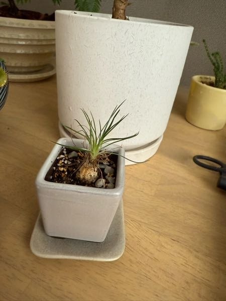 お世話になります。盆栽鉢の落款なのですが、なんと読むのでしょうか