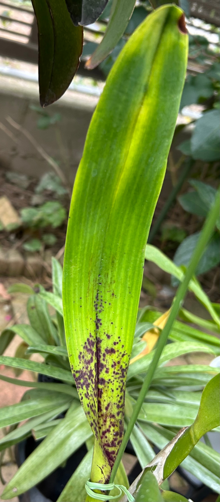 カトレア テネブロッサ 'サッポロ' 洋蘭 洋ラン カトレア