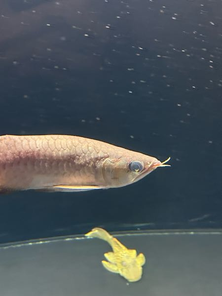 アロワナ30cm ぐらい 他にも色々詳細は 説明文にて アロワナの魅力とは 