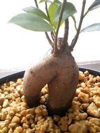 観葉植物 ガジュマル の植え替え 水はけの悪い土について先日購入したガジュ Yahoo 知恵袋