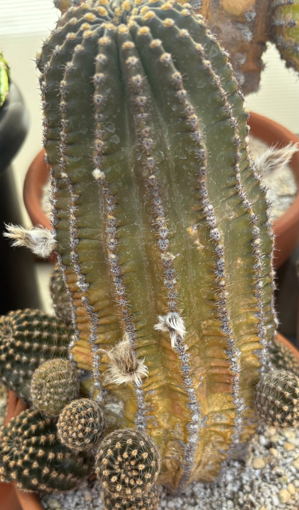 サボテンについて質問です。このサボテンの名前を教えて下さい