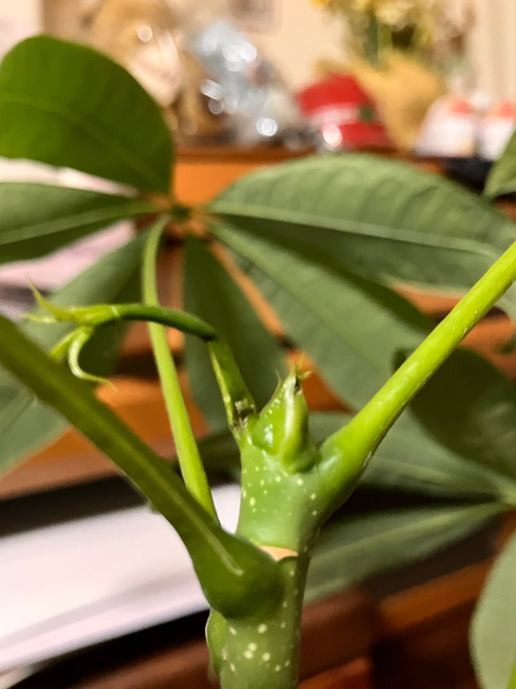 植物に詳しい方、教えてください。パキラの新芽の茎が折れ曲がってし