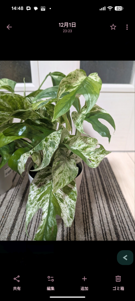 この植物はポトスですか。先日スーパーで購入したのですが、植物名の