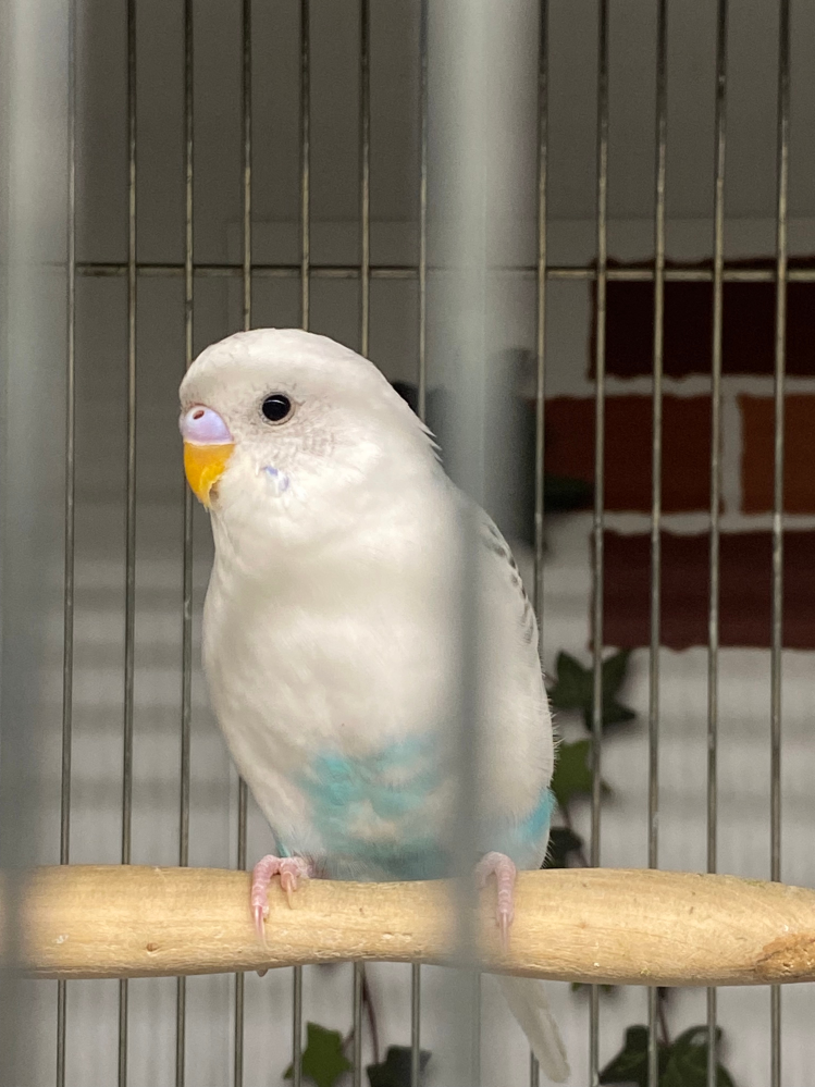 ラブバードについて教えてください。初心者ですが、コザクラインコか